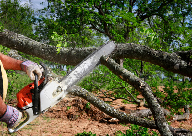 How Our Tree Care Process Works  in  Avenel, NJ